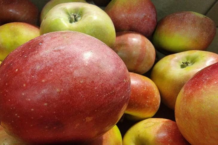 Hvorfor æbleskiver er nødvendige: hvordan affald på bordet bliver til eddike i en flaske