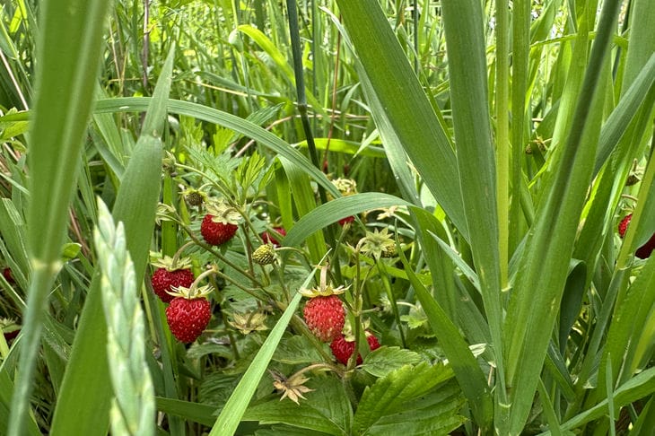 Hvornår skal man ikke klippe jordbærhår: den stille periode, der afgør alt